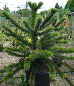 <b>Monkey Puzzle at Bolney Nursery</b> Highslide JS