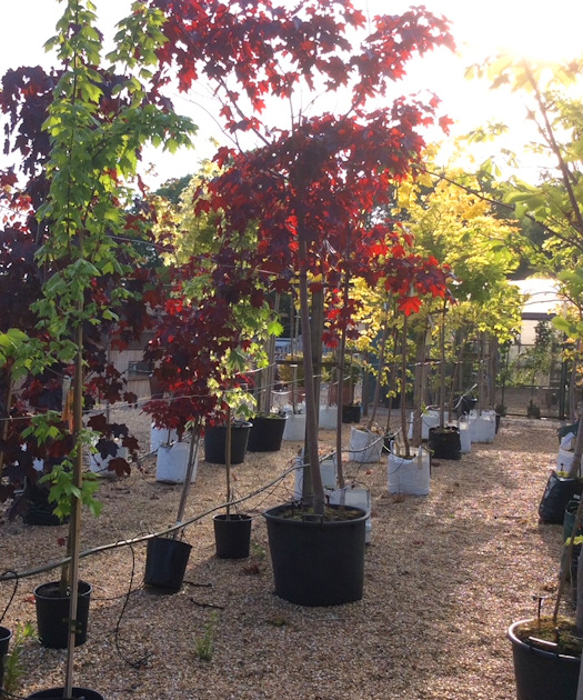 Bolney Nursery,Bolney